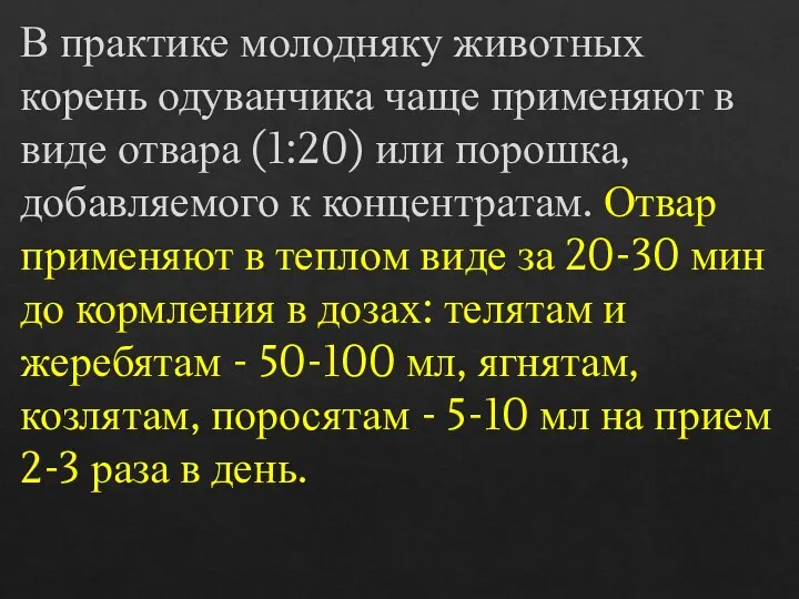 В практике молодняку животных корень одуванчика чаще применяют в виде отвара (1:20)