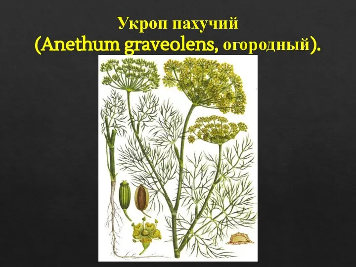 Укроп пахучий (Anethum graveolens, огородный).