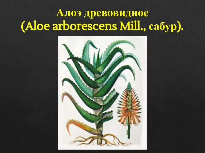 Алоэ древовидное (Aloe arborescens Mill., сабур).