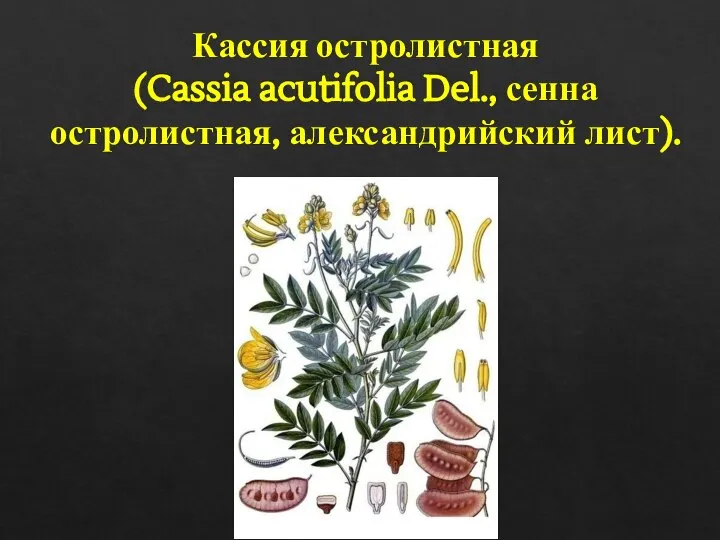 Кассия остролистная (Cassia acutifolia Del., сенна остролистная, александрийский лист).