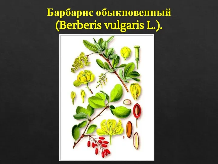 Барбарис обыкновенный (Berberis vulgaris L.).