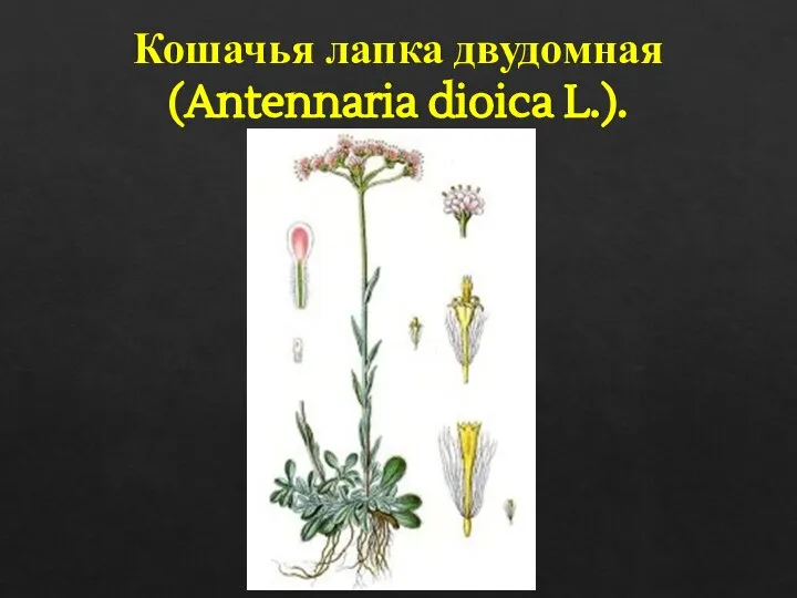 Кошачья лапка двудомная (Antennaria dioica L.).