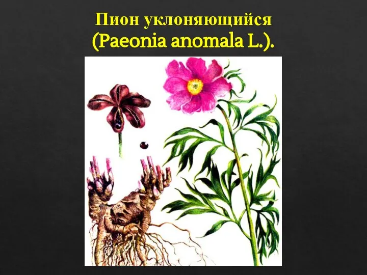 Пион уклоняющийся (Paeonia anomala L.).