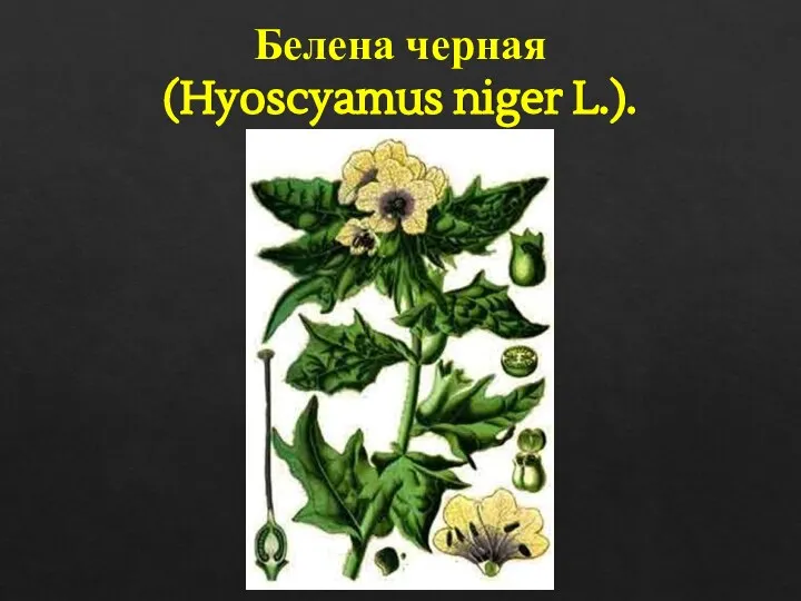 Белена черная (Hyoscyamus niger L.).