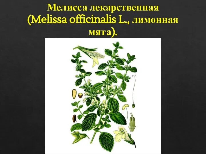 Мелисса лекарственная (Melissa officinalis L., лимонная мята).