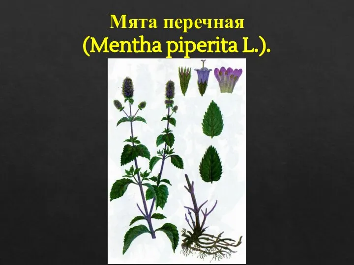 Мята перечная (Mentha piperita L.).