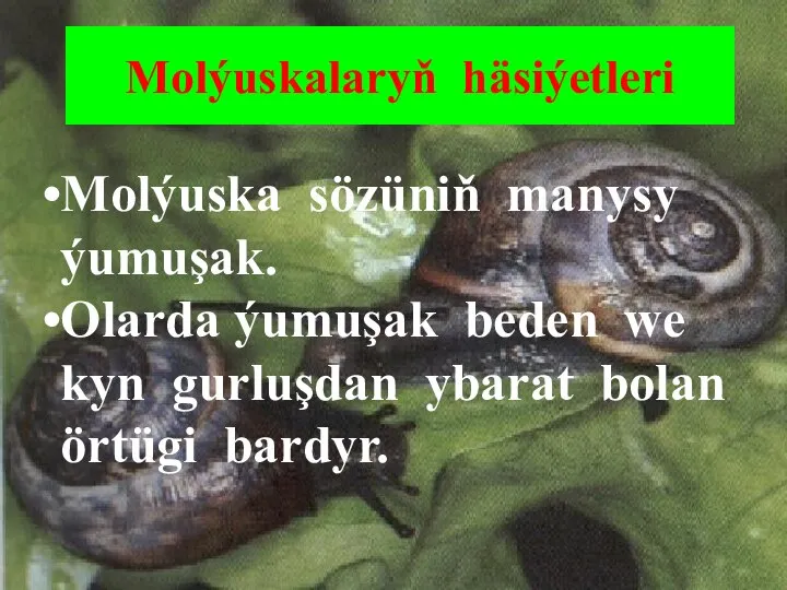 Molýuskalaryň häsiýetleri Molýuska sözüniň manysy ýumuşak. Olarda ýumuşak beden we kyn gurluşdan ybarat bolan örtügi bardyr.