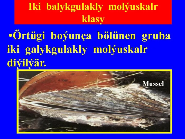 Iki balykgulakly molýuskalr klasy Örtügi boýunça bölünen gruba iki galykgulakly molýuskalr diýilýär. Mussel