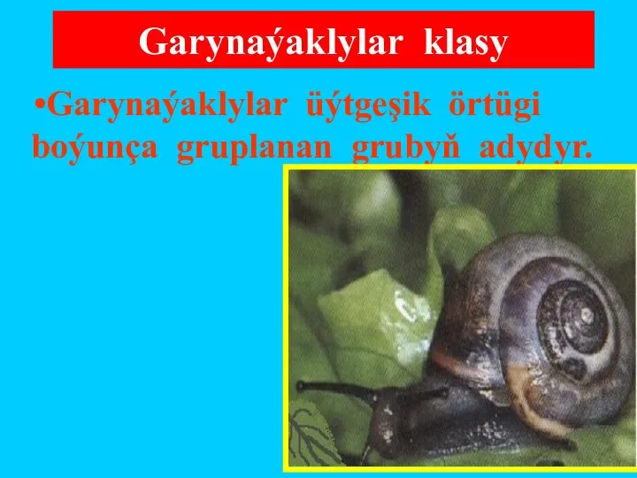 Garynaýaklylar üýtgeşik örtügi boýunça gruplanan grubyň adydyr. Garynaýaklylar klasy