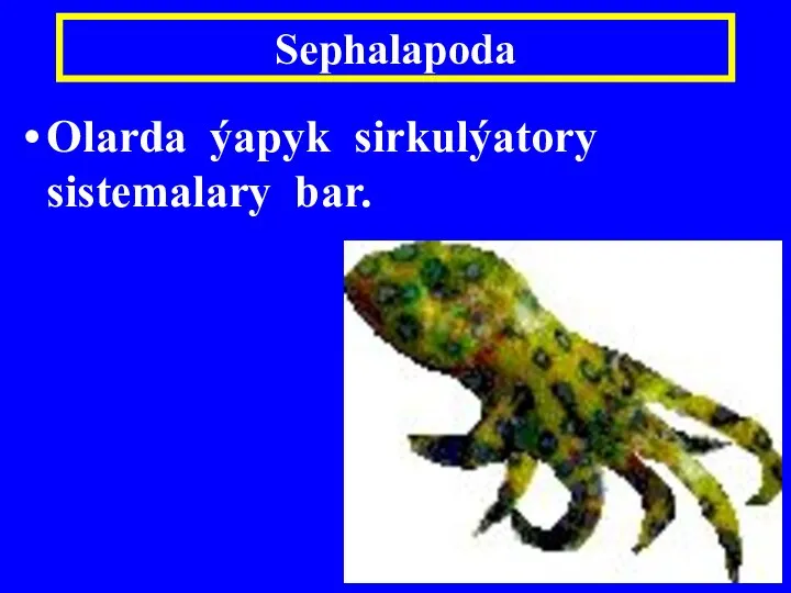 Olarda ýapyk sirkulýatory sistemalary bar. Sephalapoda