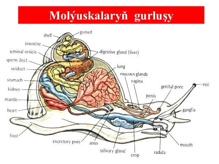 Molýuskalaryň gurluşy