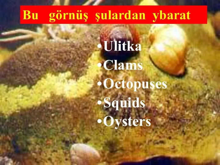 Bu görnüş şulardan ybarat Ulitka Clams Octopuses Squids Oysters