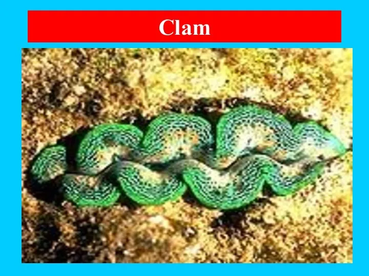 Clam