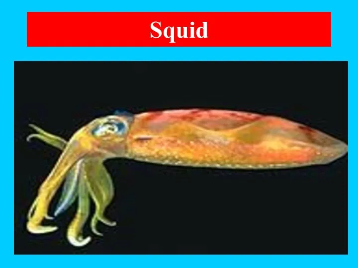 Squid