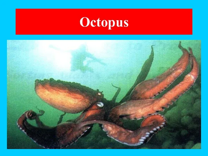 Octopus