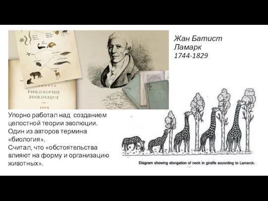 Жан Батист Ламарк 1744-1829 Упорно работал над созданием целостной теории эволюции. Один