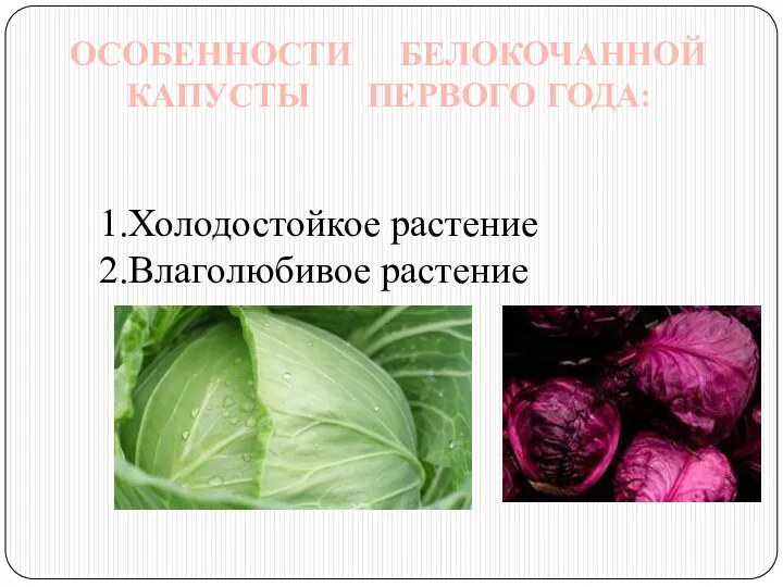 ОСОБЕННОСТИ БЕЛОКОЧАННОЙ КАПУСТЫ ПЕРВОГО ГОДА: Холодостойкое растение Влаголюбивое растение