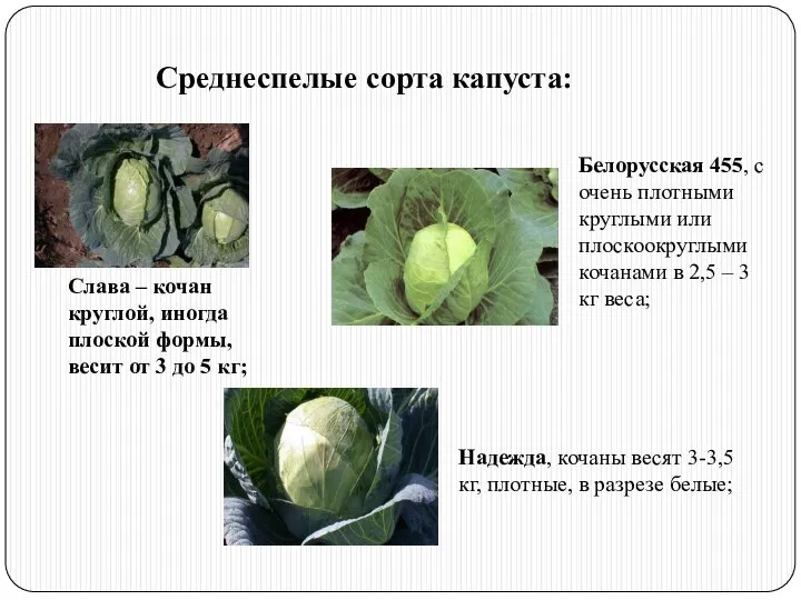 Среднеспелые сорта капуста: Слава – кочан круглой, иногда плоской формы, весит от