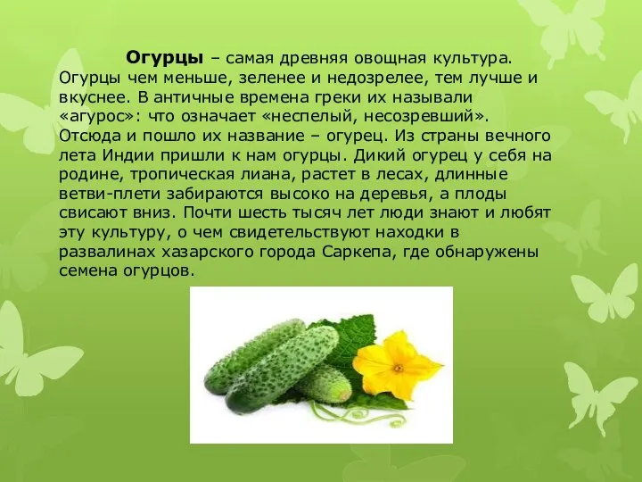 Огурцы – самая древняя овощная культура. Огурцы чем меньше, зеленее и недозрелее,