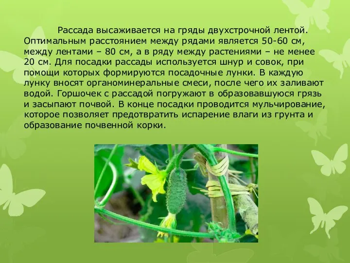 Рассада высаживается на гряды двухстрочной лентой. Оптимальным расстоянием между рядами является 50-60