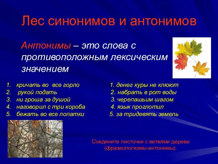 Лес синонимов и антонимов Антонимы – это слова с противоположным лексическим значением