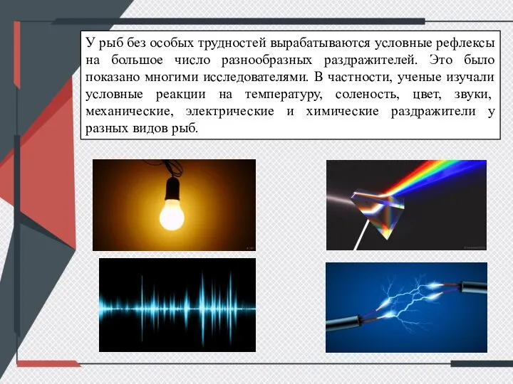 У рыб без особых трудностей вырабатываются условные рефлексы на большое число разнообразных