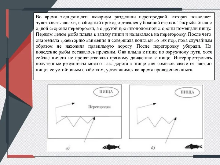 Во время эксперимента аквариум разделили перегородкой, которая позволяет чувствовать запахи, свободный проход