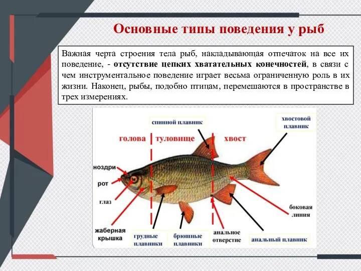 Основные типы поведения у рыб Важная черта строения тела рыб, накладывающая отпечаток
