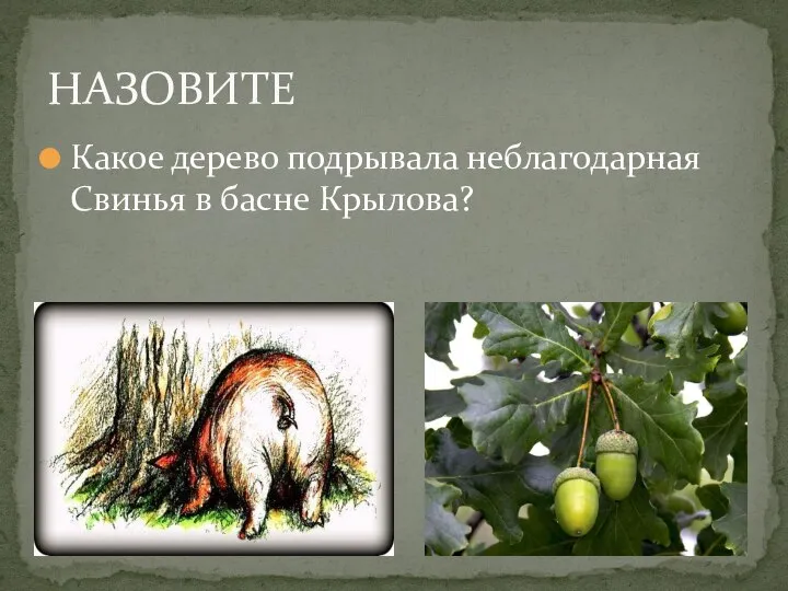 Какое дерево подрывала неблагодарная Свинья в басне Крылова? НАЗОВИТЕ