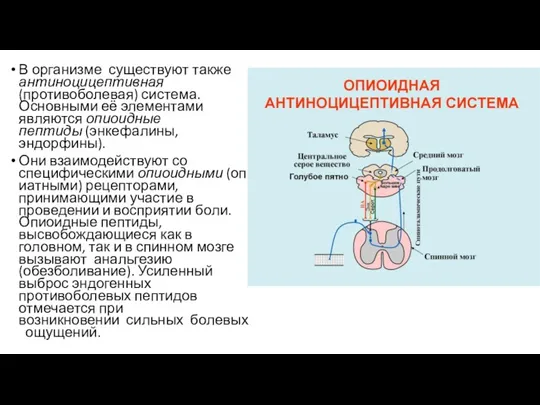 В организме существуют также антиноцицептивная (противоболевая) система. Основными её элементами являются опиоидные