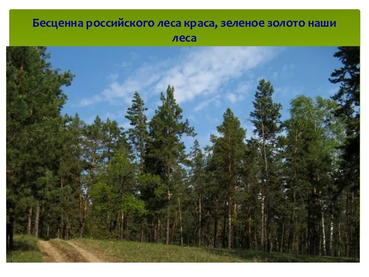 Бесценна российского леса краса, зеленое золото наши леса