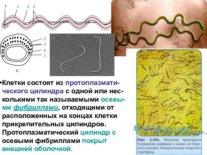 Клетки состоят из протоплазмати-ческого цилиндра с одной или нес-колькими так называемыми осевы-ми