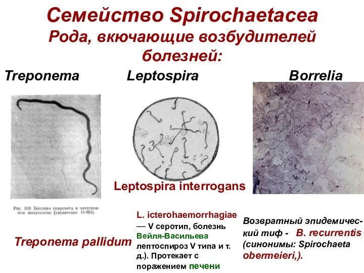 Семейство Spirochaetacеa Рода, вкючающие возбудителей болезней: Treponema Leptospira Borrelia Treponema pallidum Возвратный