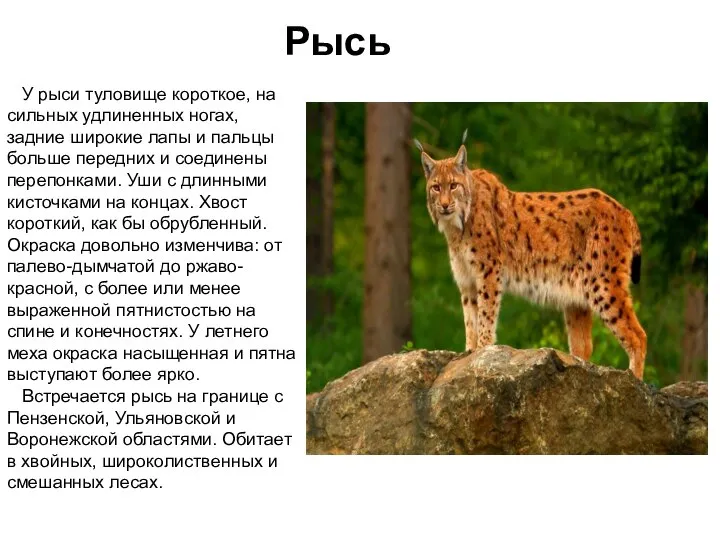 Рысь У рыси туловище короткое, на сильных удлиненных ногах, задние широкие лапы