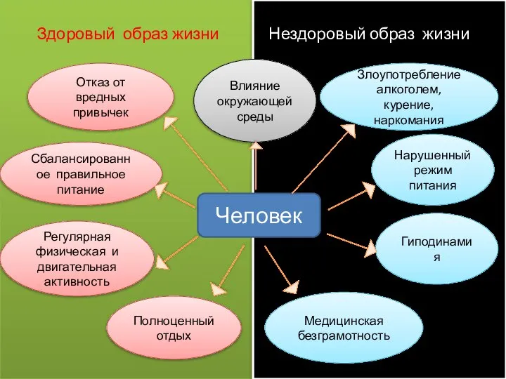 Здоровый образ жизни Нездоровый образ жизни Человек Злоупотребление алкоголем, курение, наркомания Нарушенный