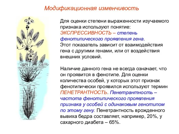 Модификационная изменчивость Для оценки степени выраженности изучаемого признака используют понятие: ЭКСПРЕССИВНОСТЬ –