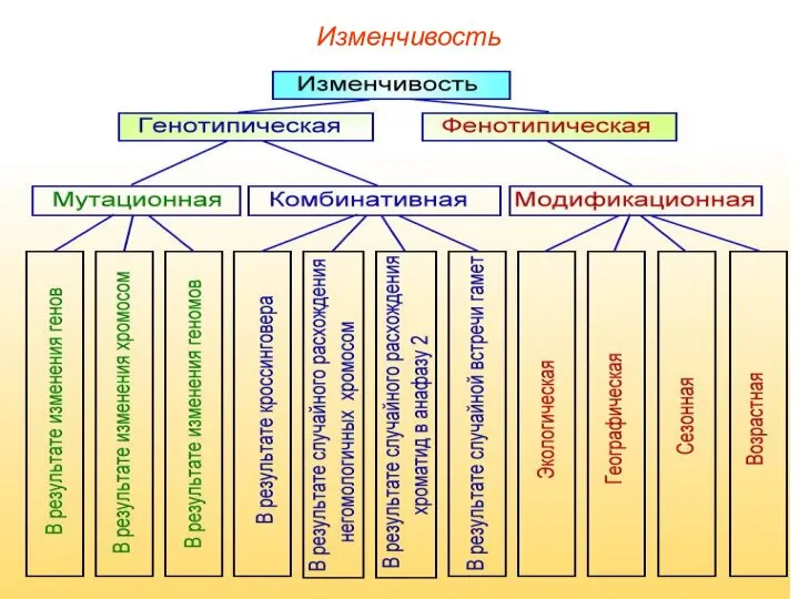 Изменчивость