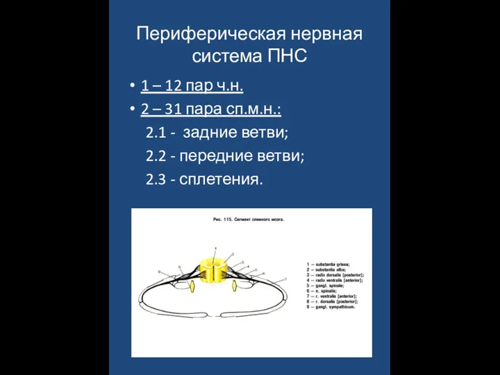 Периферическая нервная система ПНС 1 – 12 пар ч.н. 2 – 31