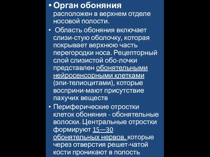 Орган обоняния расположен в верхнем отделе носовой полости. Область обоняния включает слизи-стую