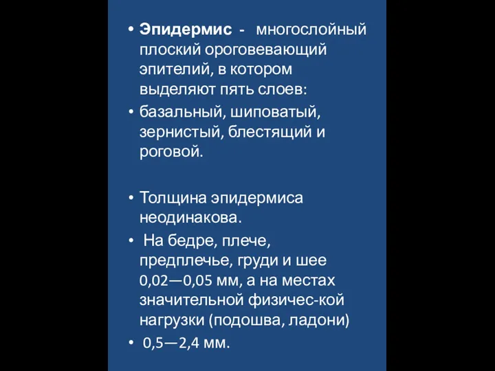 Эпидермис - многослойный плоский ороговевающий эпителий, в котором выделяют пять слоев: базальный,