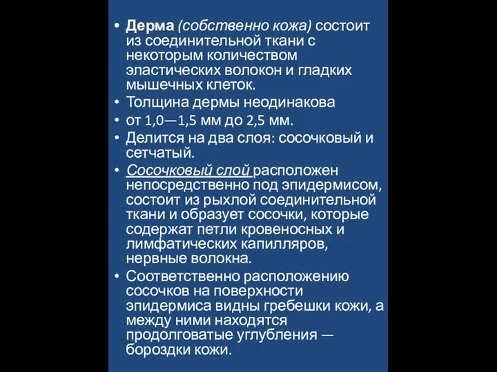 Дерма (собственно кожа) состоит из соединительной ткани с некоторым количеством эластических волокон