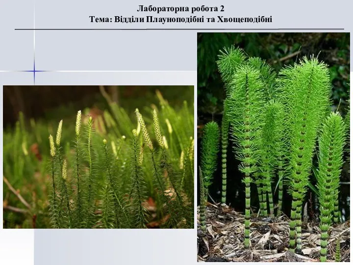 Лабораторна робота 2 Тема: Відділи Плауноподібні та Хвощеподібні
