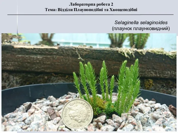 Selaginella selaginoides (плаунок плаунковидний) Лабораторна робота 2 Тема: Відділи Плауноподібні та Хвощеподібні