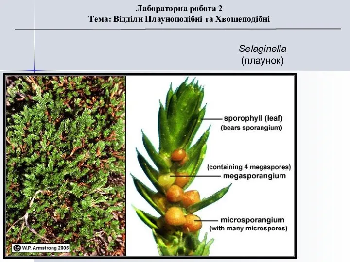 Selaginella (плаунок) Лабораторна робота 2 Тема: Відділи Плауноподібні та Хвощеподібні