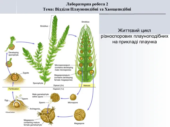 Лабораторна робота 2 Тема: Відділи Плауноподібні та Хвощеподібні Життєвий цикл різноспорових плауноподібних на прикладі плаунка