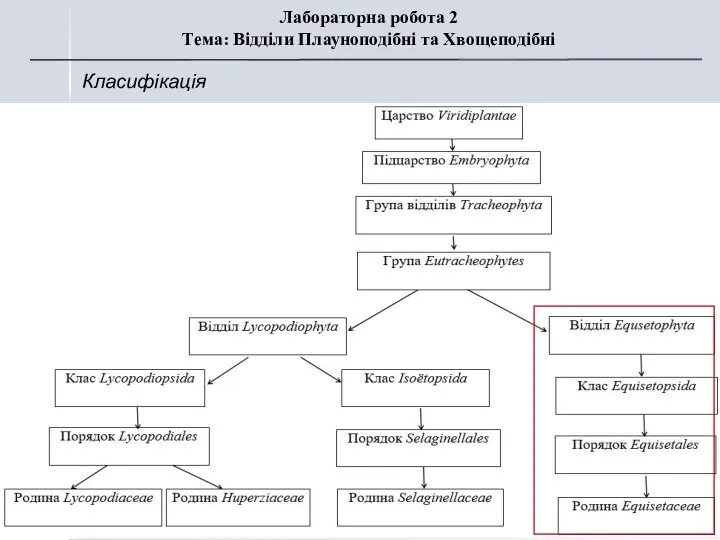 Класифікація Лабораторна робота 2 Тема: Відділи Плауноподібні та Хвощеподібні