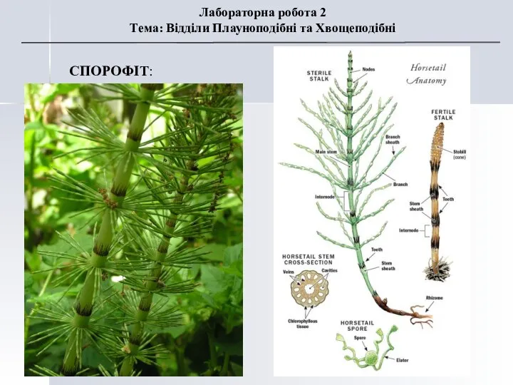СПОРОФІТ: Лабораторна робота 2 Тема: Відділи Плауноподібні та Хвощеподібні