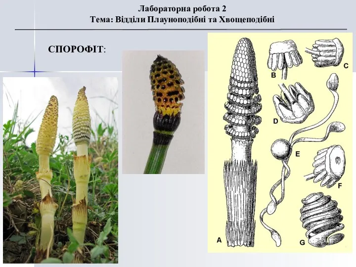 СПОРОФІТ: Лабораторна робота 2 Тема: Відділи Плауноподібні та Хвощеподібні