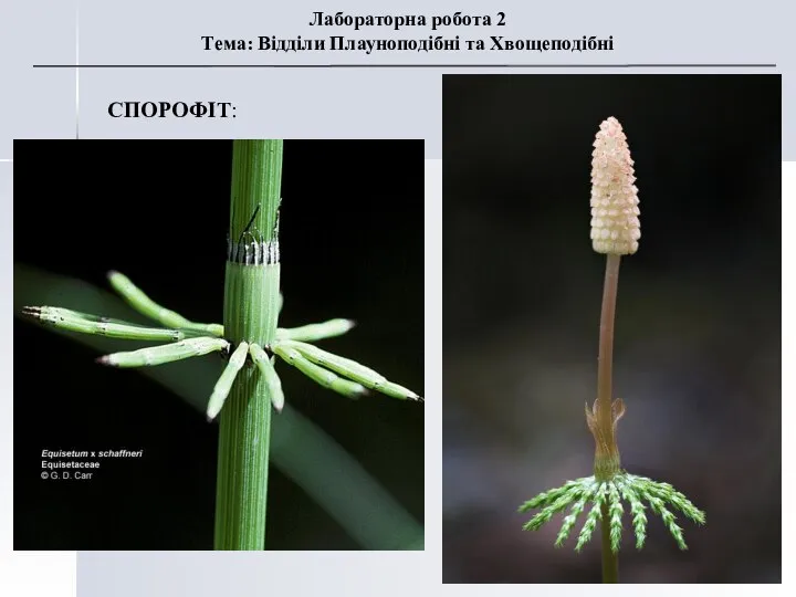 СПОРОФІТ: Лабораторна робота 2 Тема: Відділи Плауноподібні та Хвощеподібні