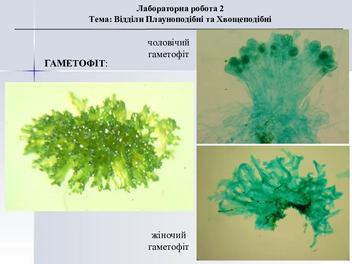 ГАМЕТОФІТ: чоловічий гаметофіт Лабораторна робота 2 Тема: Відділи Плауноподібні та Хвощеподібні жіночий гаметофіт